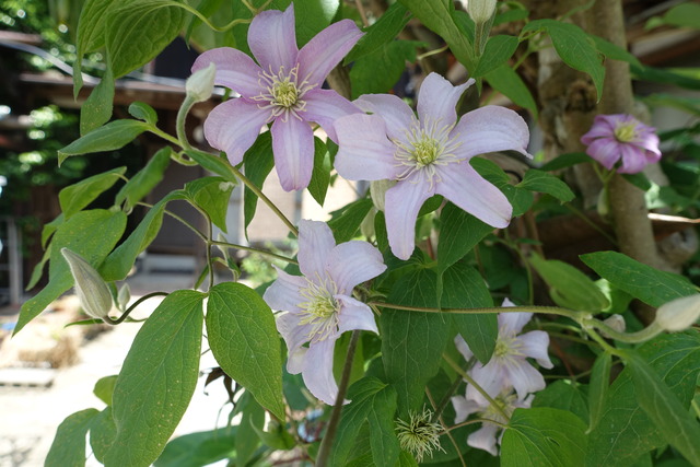クレマチス１　花 (4)