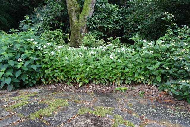 半夏生　葉白　花 (1)