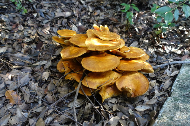 キノコ　自然樹園　241110 (4)