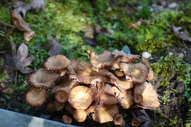 キノコ　マッタケもどき (4)