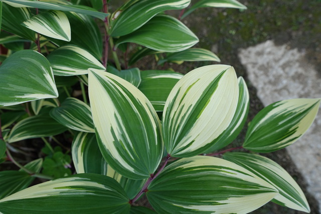 斑入り　アマドコロ　鉢　中門自成同じ (1)