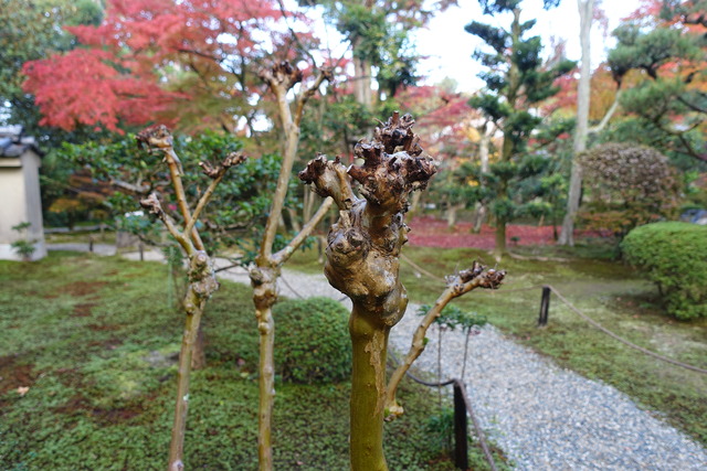 百日紅　枝切後　瘤 (1)