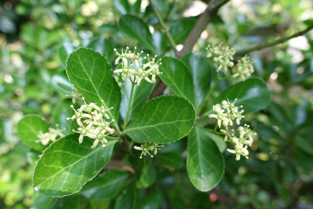 まゆみ　花　開花 (3)