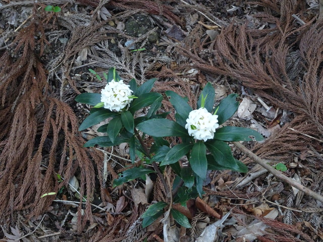 沈丁花白三姉妹 (1)
