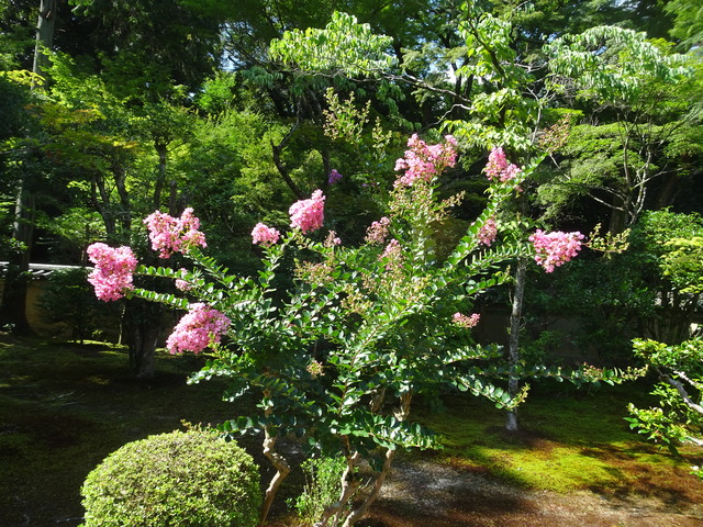 百日紅　花ピンク　庭 (2)