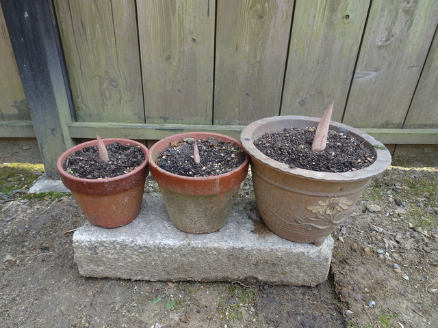 一角獣３／１８ (1)