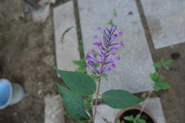 紫の花　鉢植え（山門小門の横同じ）ブッドレアピンク (5)