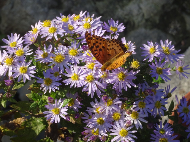 蝶　菊の蜜吸い　秋 (3)