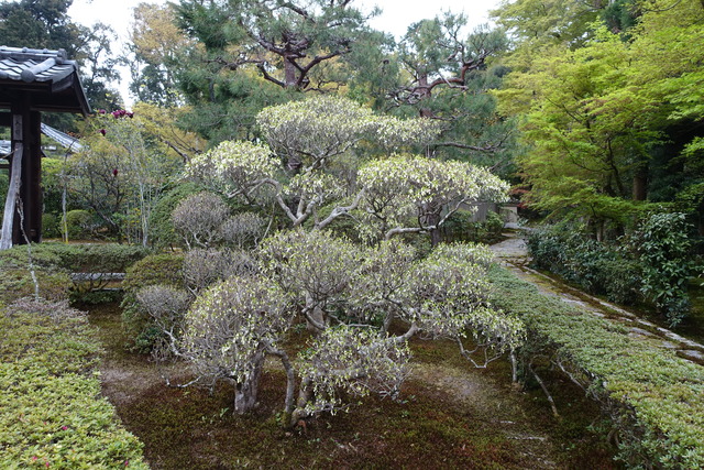 ドウダンツツジ　花　山門１ (2)