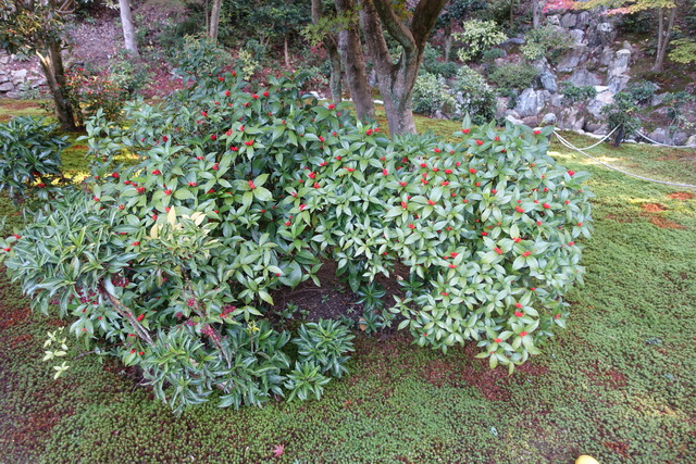 千両　実紅　離れ東 (1)