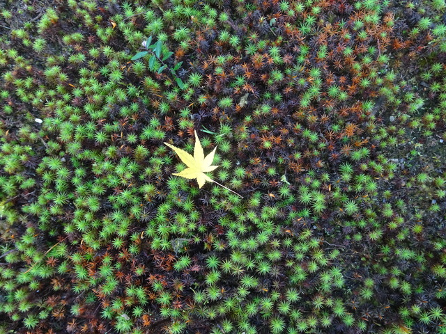 紅葉１枚　苔上