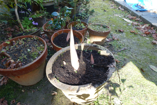 武蔵あぶみ　新芽　鉢 (4)