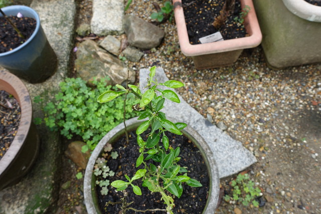 蜜柑　若苗　鉢 (2)