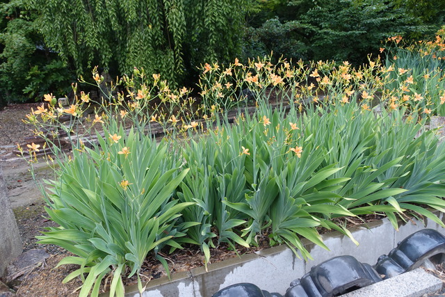 檜扇　花　日本庭園 (3)