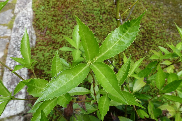 千両　花　蕾 (3)