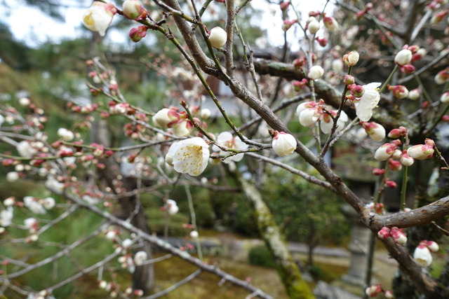 梅　白　花　咲く　庭 (2)
