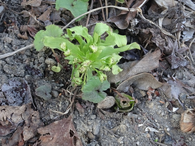 蕗の薹　花　裏庭１ (3)