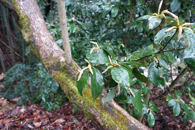 樫　葉っぱ新芽 (3)