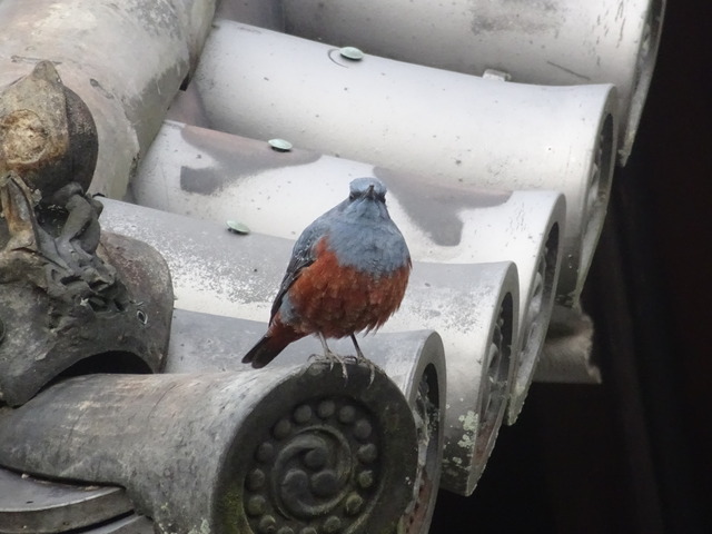 イソヒヨドリ (2)