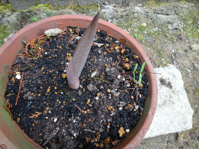 紅葉　新芽　一角獣居候