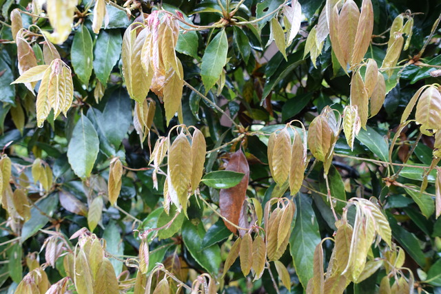 樫　葉っぱ　新芽 (3)