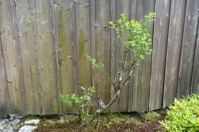 白式部　葉っぱ　新芽 (1)
