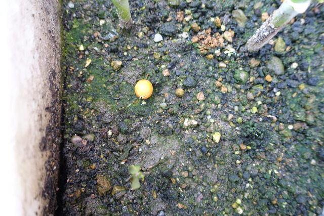 御馳走さん（？の種） (1)