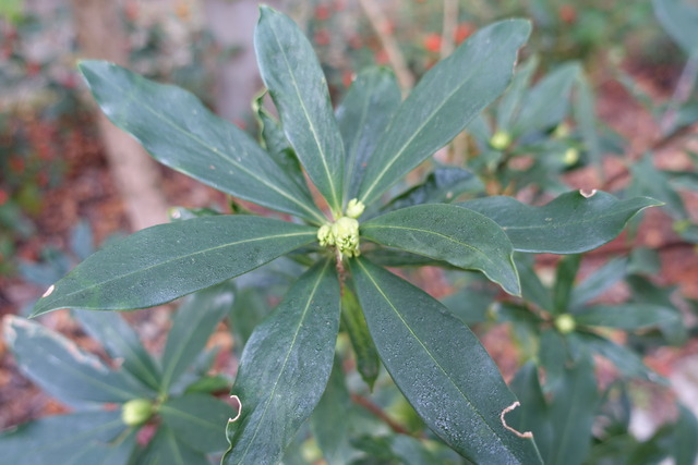 沈丁花　蕾　春の用意 (3)