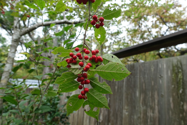 梅擬　実紅　中門　 (5)