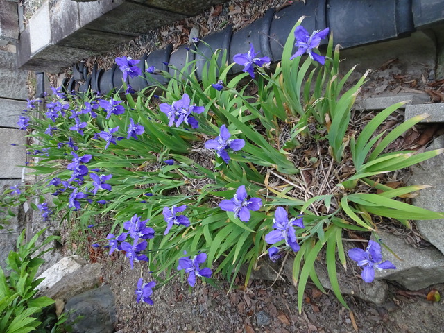 イチハツ　満開　日本庭園 (1)