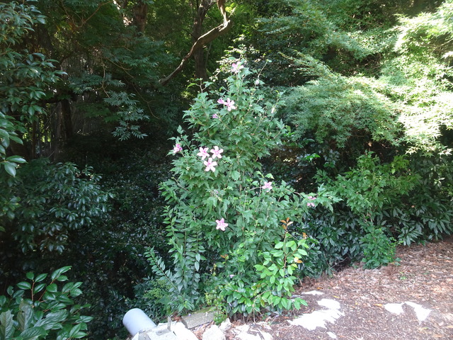 木槿（ムクゲ）　花 (1)