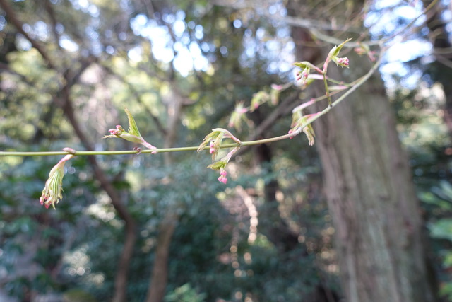 紅葉　葉の芽吹き (4)