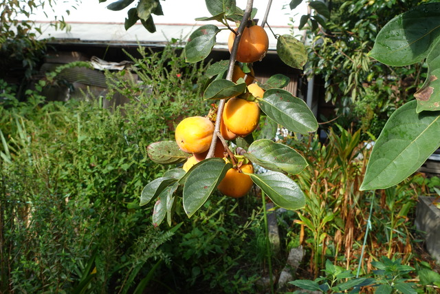 渋柿　熟し始め裏庭 (1)