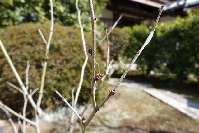 花スオウ　花蕾 (2)