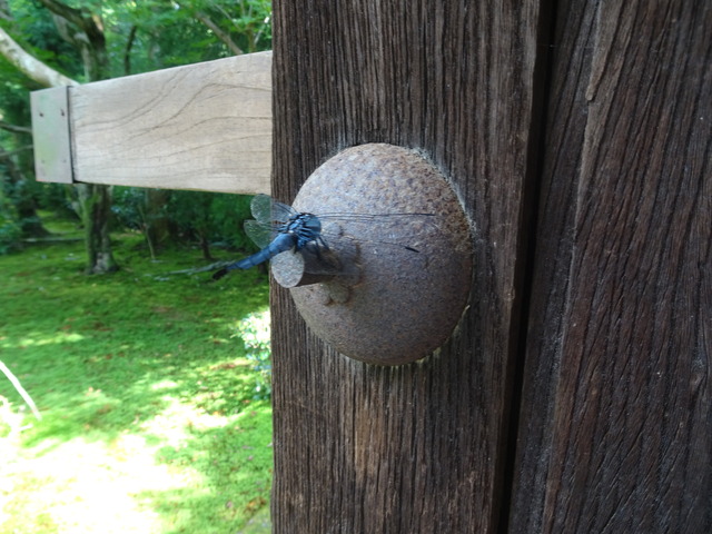 トンボ　亡骸 (1)