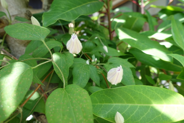 クレマチス１　花 (5)