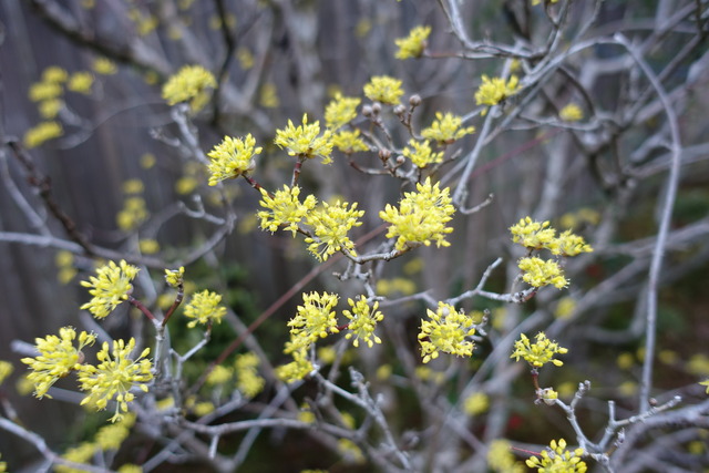 サンシュウ　貴　満開 (2)