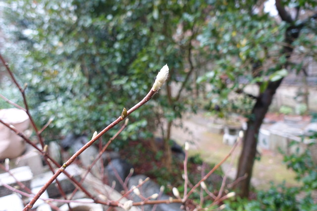 ハクモクレン　蕾　日本庭園 (2)