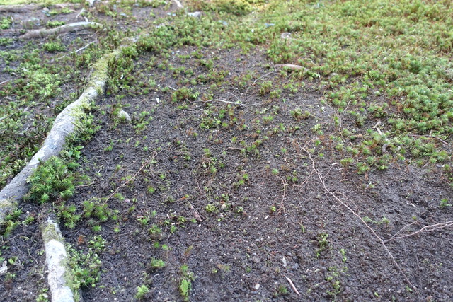 木の根の成長　苔掃除の後 (2)