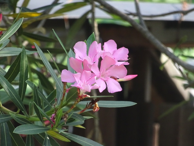 キョウチクトウ　ピンク花 (3)