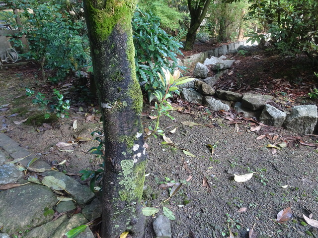 杠（ユズリハ）　と芽吹き (2)