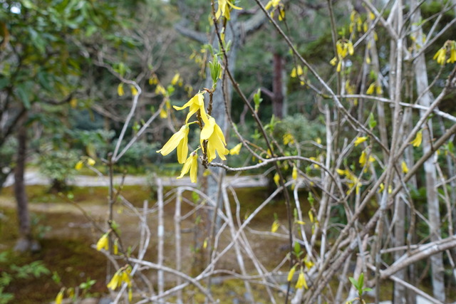 レンギョウ　花 (2)