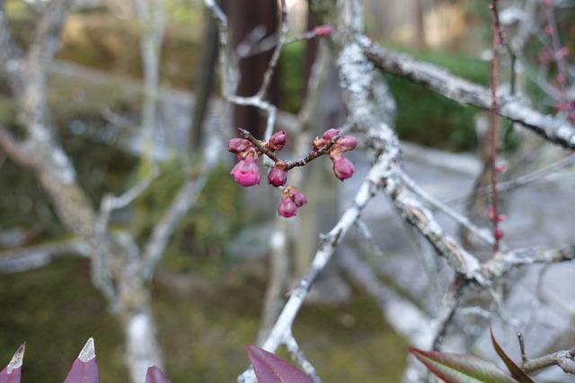 紅梅　蕾（中門） (1)