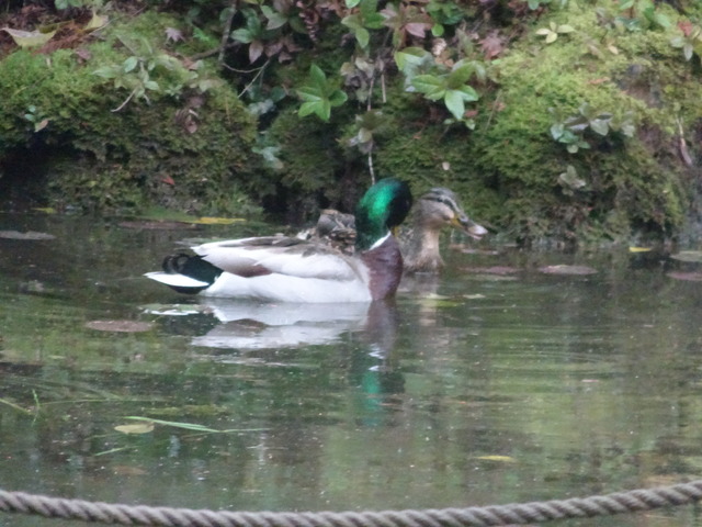 カルガモ　夫婦　240508 (1)
