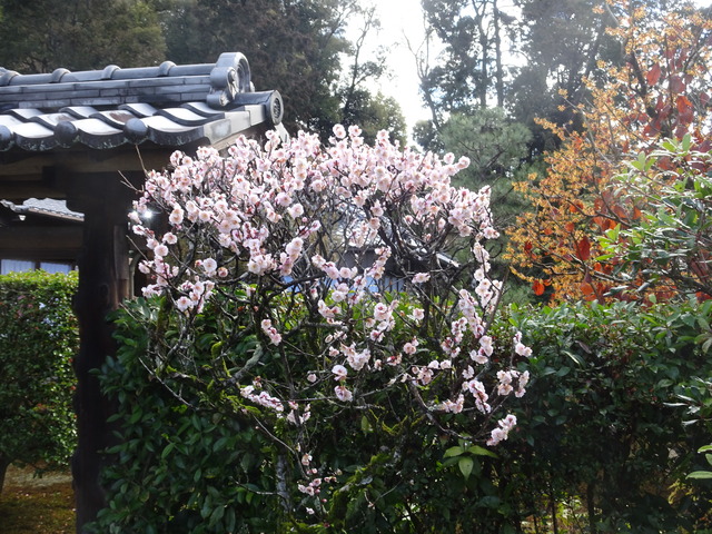 梅　小門　白満開　２ (2)