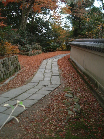 落ち葉と参道　コントラスト（3）