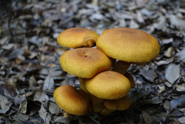 キノコ　自然樹園　241110 (3)