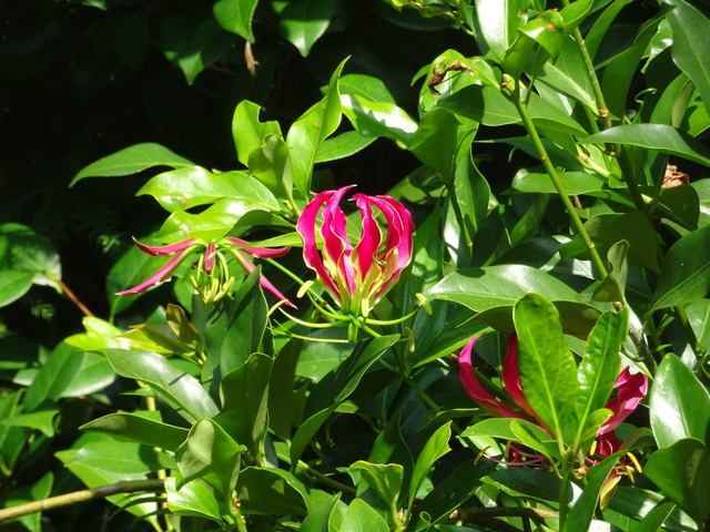 ゲゲゲの鬼太郎　グロリオサ　花 (2)