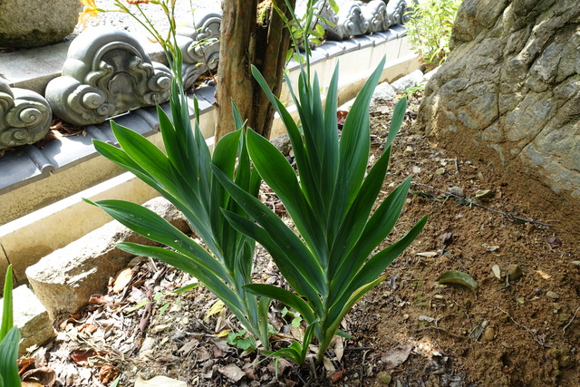 檜扇　葉っぱ　扇 (3)