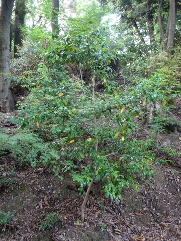 椿　１０年前植樹現在 (1)